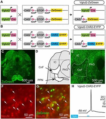 Freely Behaving Mice Can Brake and Turn During Optogenetic Stimulation of the Mesencephalic Locomotor Region